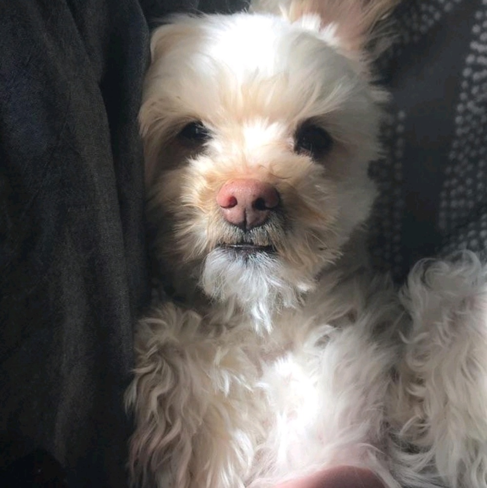 Meet your Posher, Mara